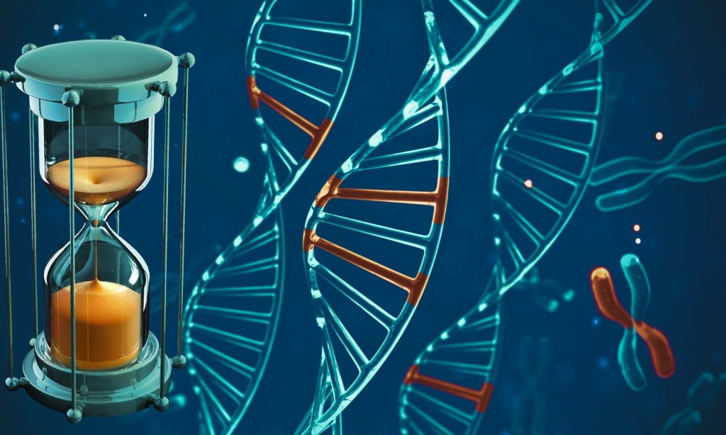 Uticaj hormona na proces starenja